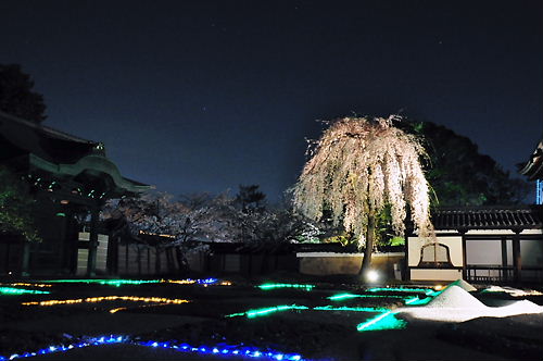 高台寺　桜