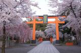 平野神社　桜